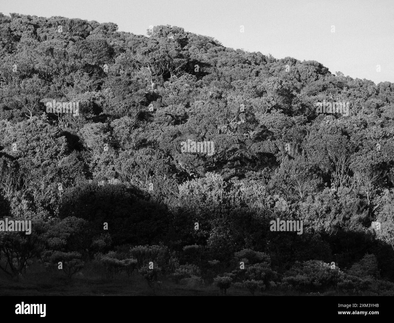 Green trees at hill Black and White Stock Photos & Images - Alamy