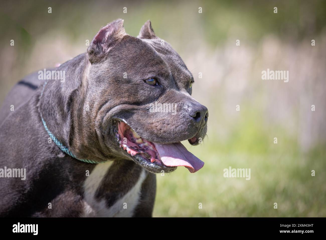 Adoptable Pit Bulls in Animal Shelters Stock Photo