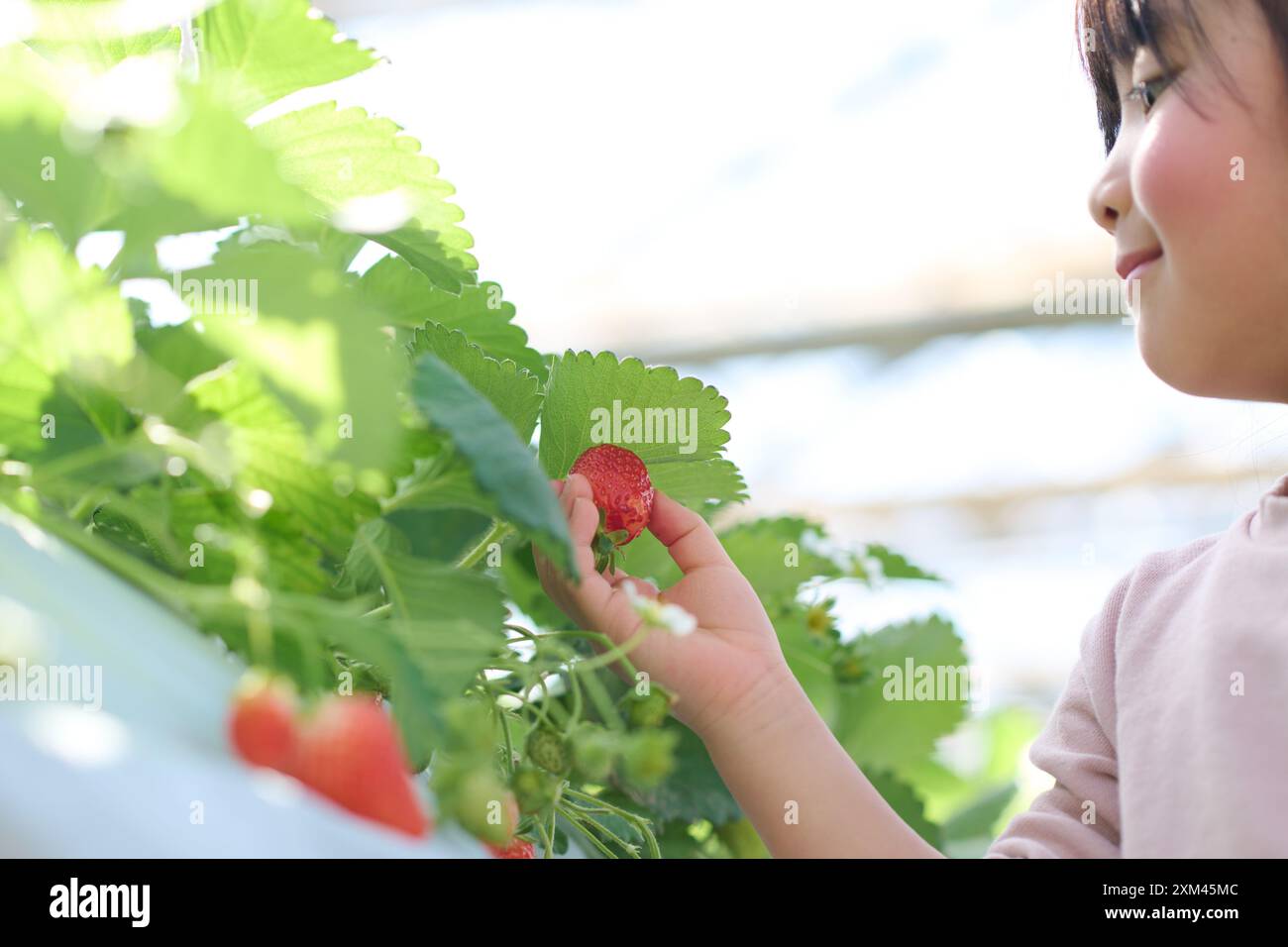 Young Asian girl picking strawberries from a plant Stock Photo - Alamy
