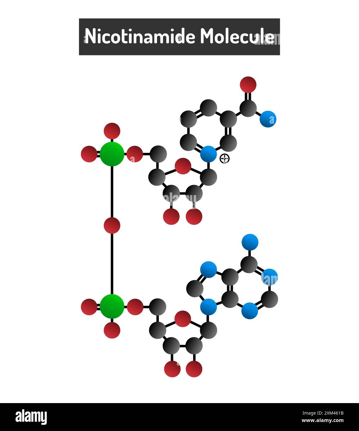 Nicotinamide Molecule - Structure, Properties, and Applications Stock Vector