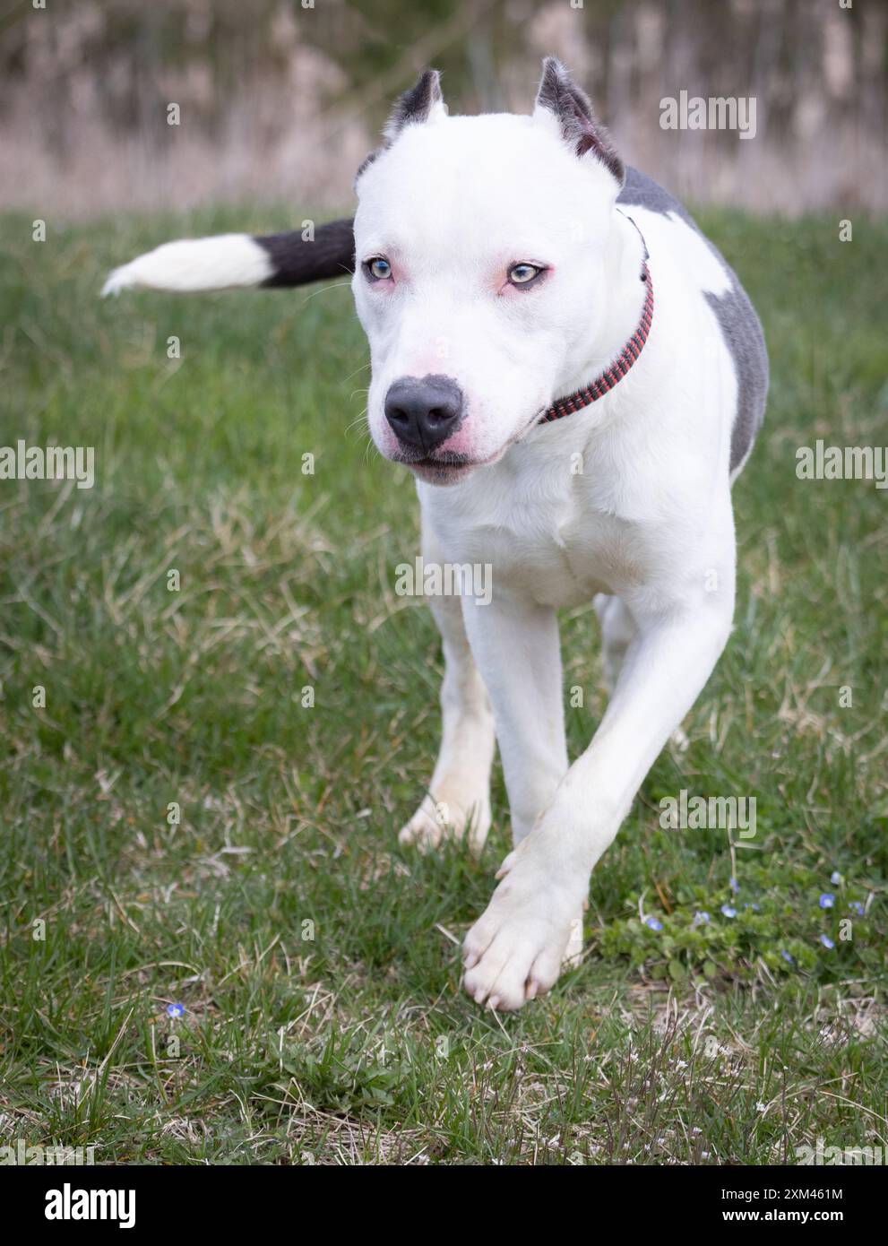 Adoptable Pit Bulls in Animal Shelters Stock Photo