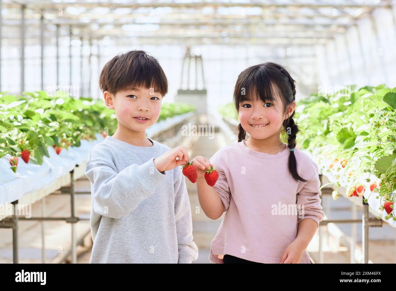 Asian children holding strawberries in a greenhouse Stock Photo - Alamy