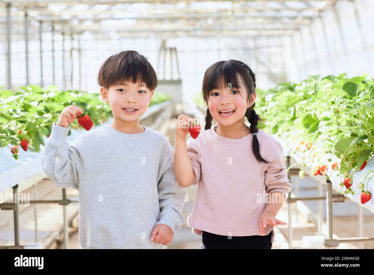 Asian children holding strawberries in a greenhouse Stock Photo - Alamy