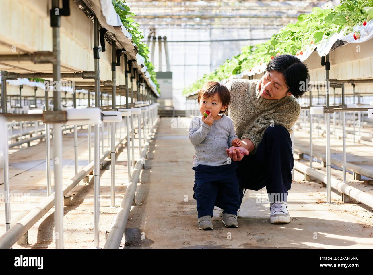 Asian father and son in a greenhouse Stock Photo