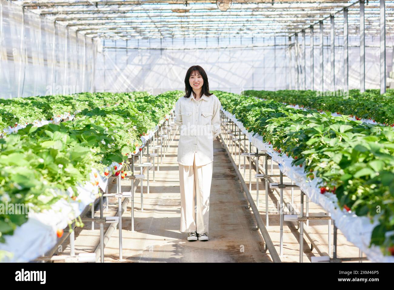 Woman strawberries in greenhouse hi-res stock photography and images ...