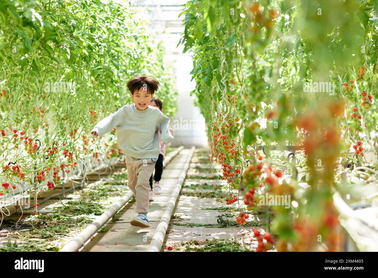 Asian kids in a tomato greenhouse Stock Photo