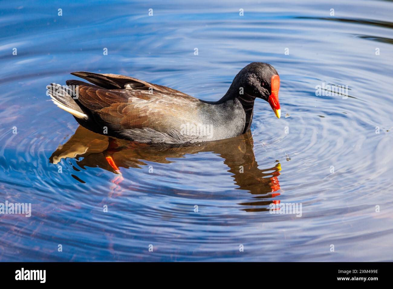 Common gallinule swims in a lake at Brisbane Botanic Gardens Mt Coot-tha, Queensland, Australia. Stock Photo