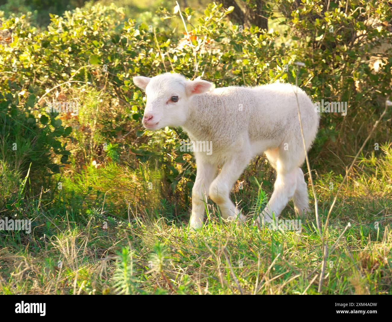 Cute furry white lamb hi res stock photography and images Alamy