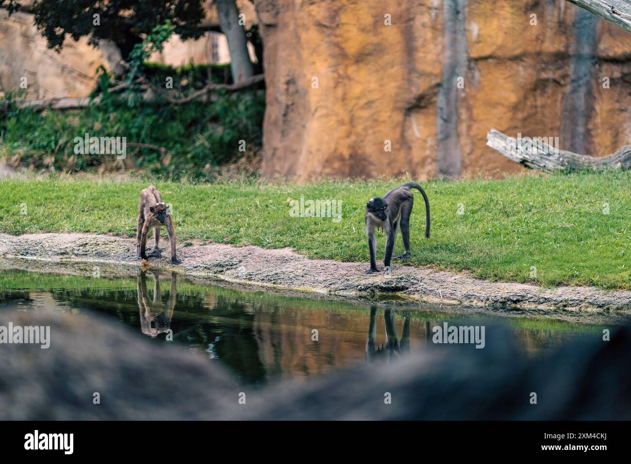 Monkey Stand Naturalistic enclosure hi-res stock photography and images - Alamy