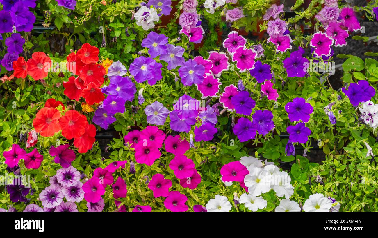 colorful-petunias-bloom-in-vibrant-display-during-summer-natural
