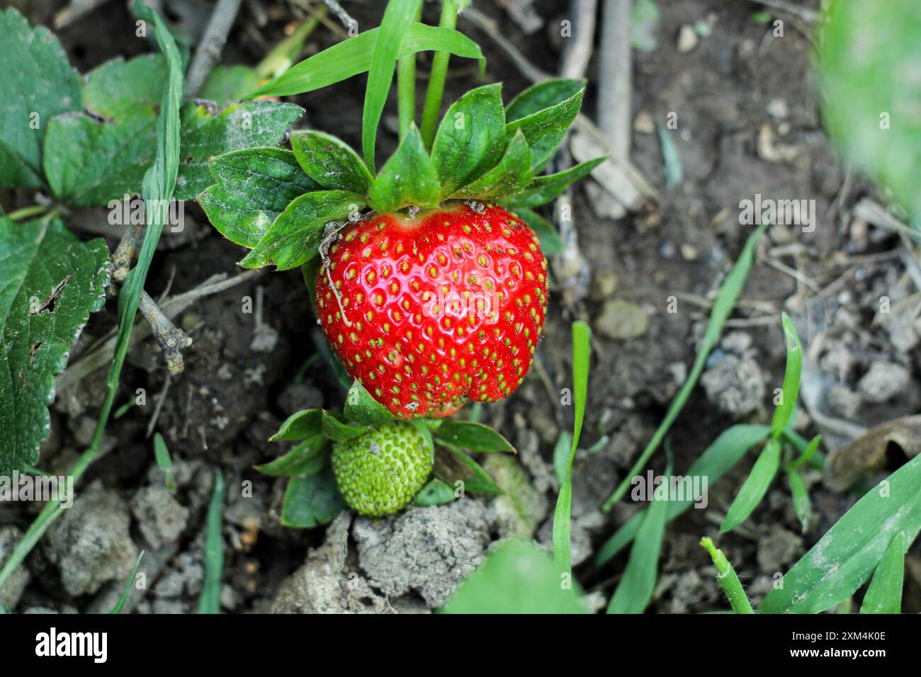 Big red ripe strawberry green hi-res stock photography and images - Alamy