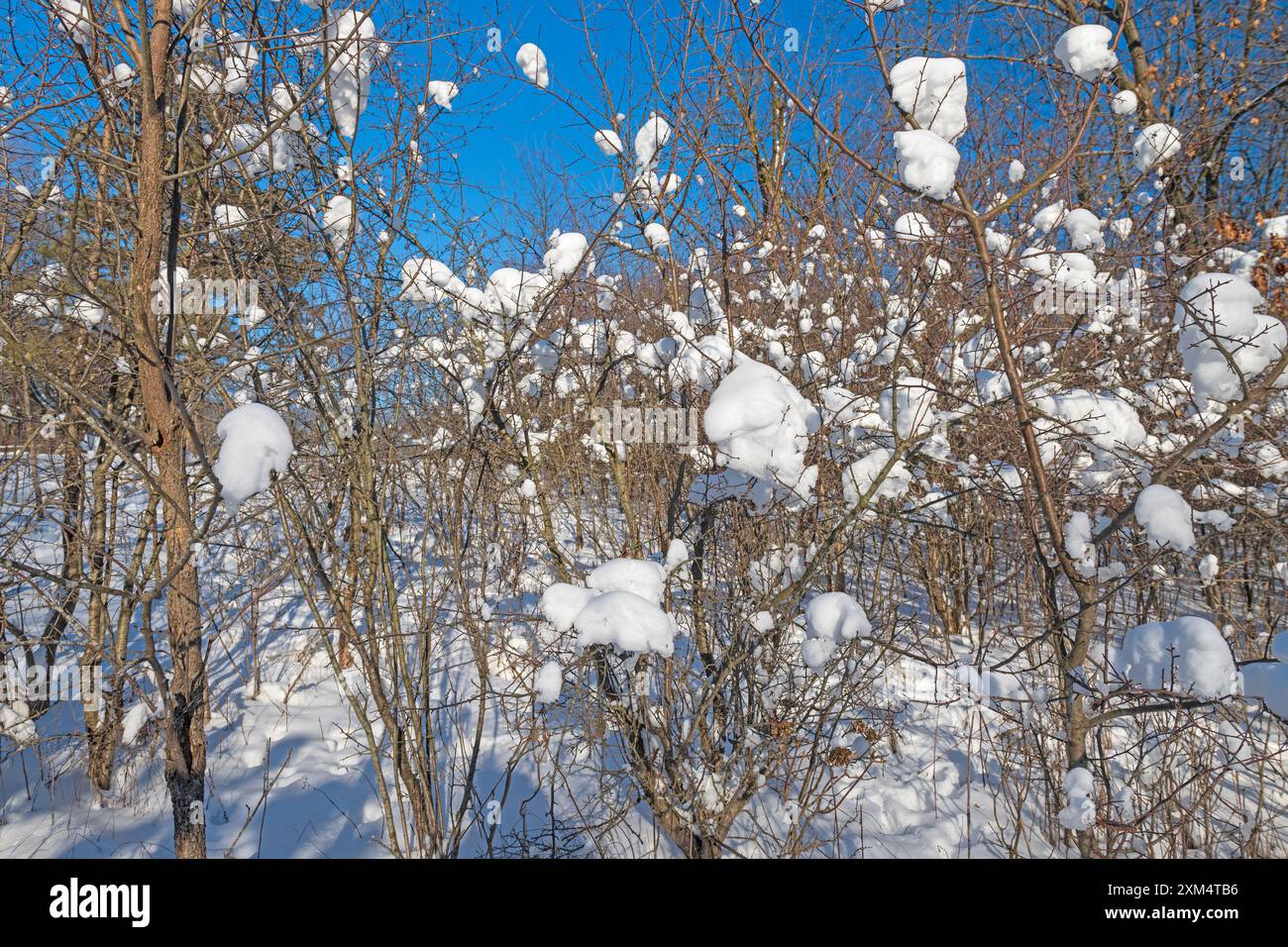 Snow Puffs in Forest Thicket in the Paul Douglas Preserve in illinois Stock Photo