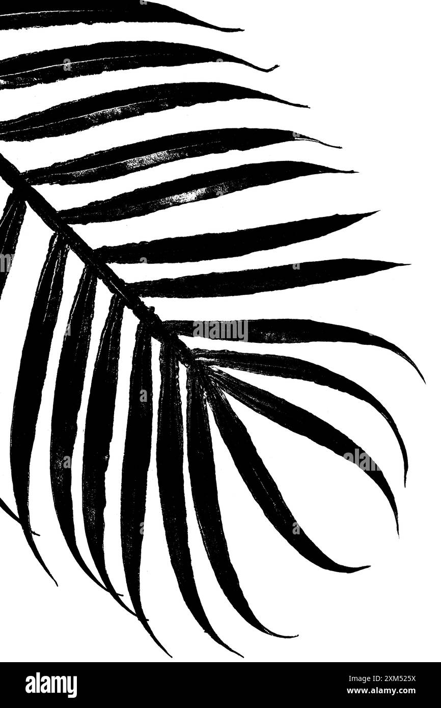Palm leaf branch isolated Black and White Stock Photos & Images - Alamy