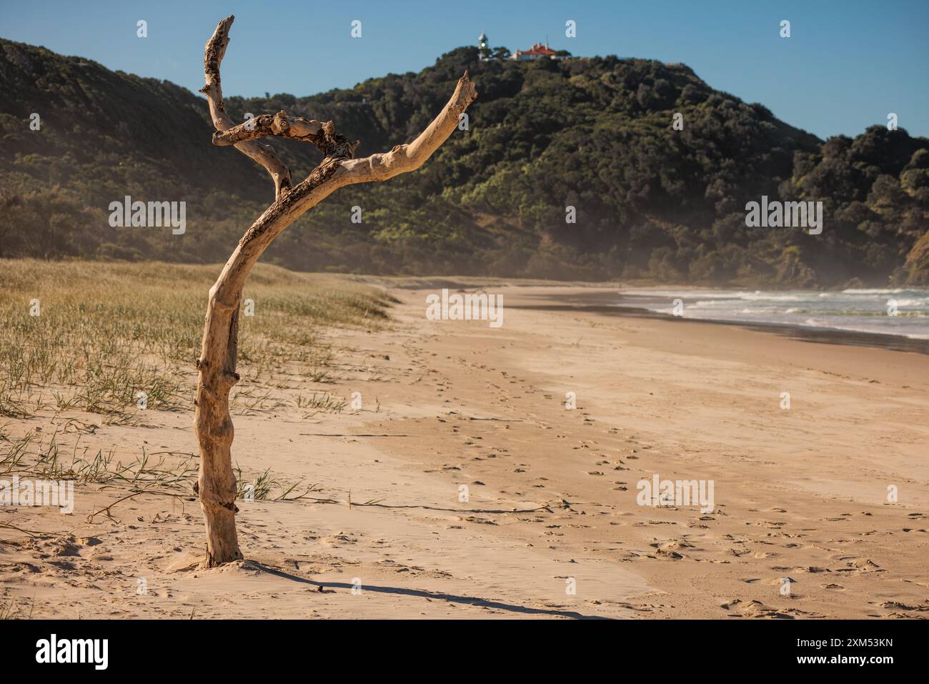 Single bare tree on Tallow Beach in Byron Bay, New South Wales, Australia. Stock Photo