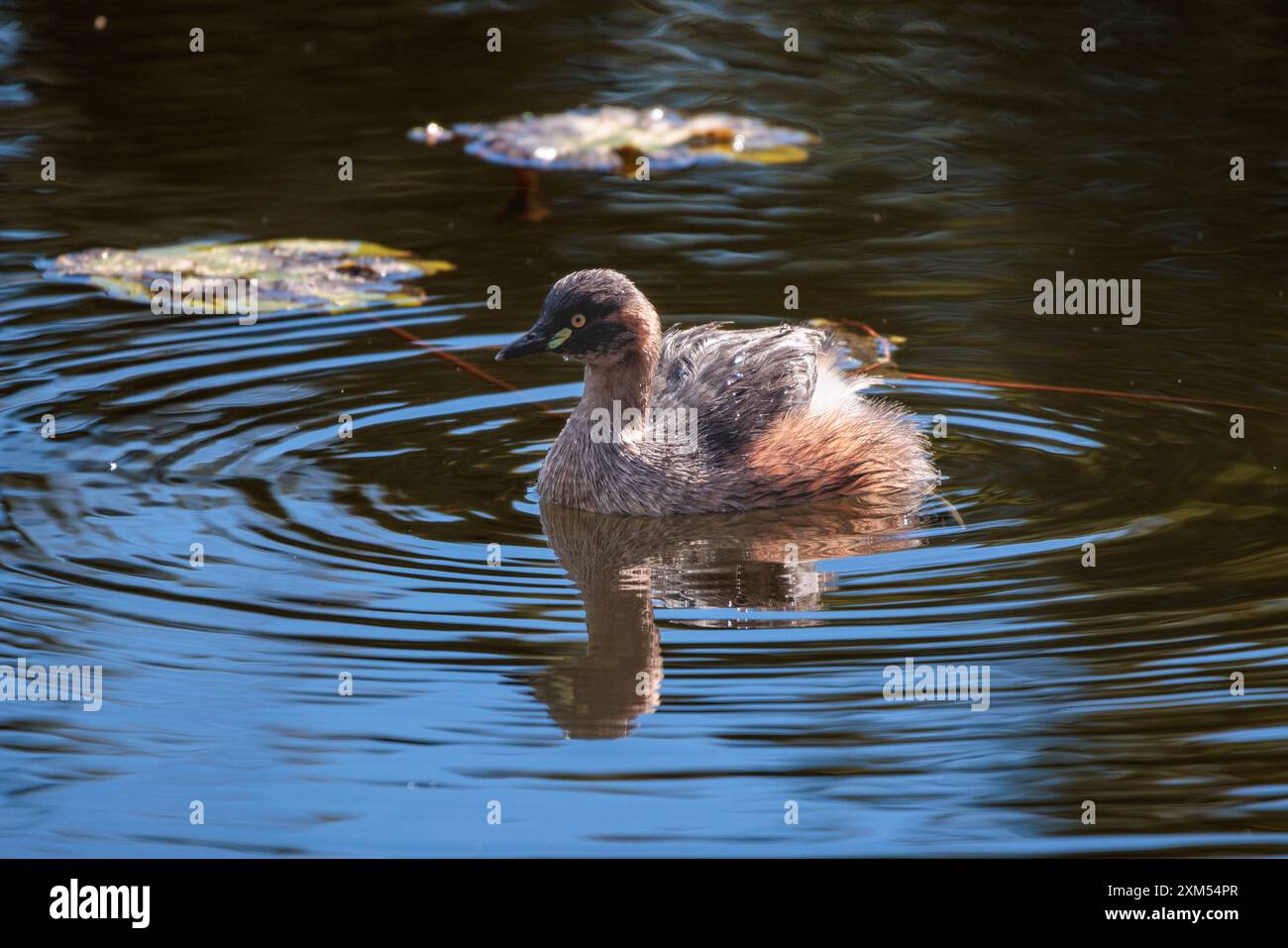 Australasian Grebe swims in a lake at Brisbane Botanic Gardens Mt Coot-tha, Queensland, Australia. Stock Photo