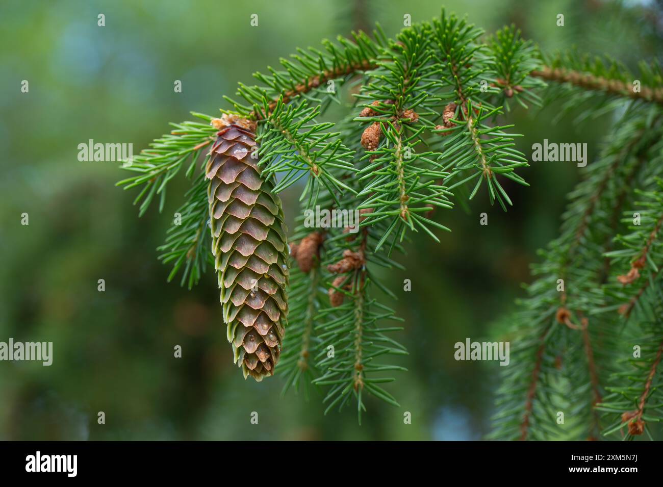 Seed Cone Of The Evergreen Norway Spruce Tree Picea Abies Stock Photo 