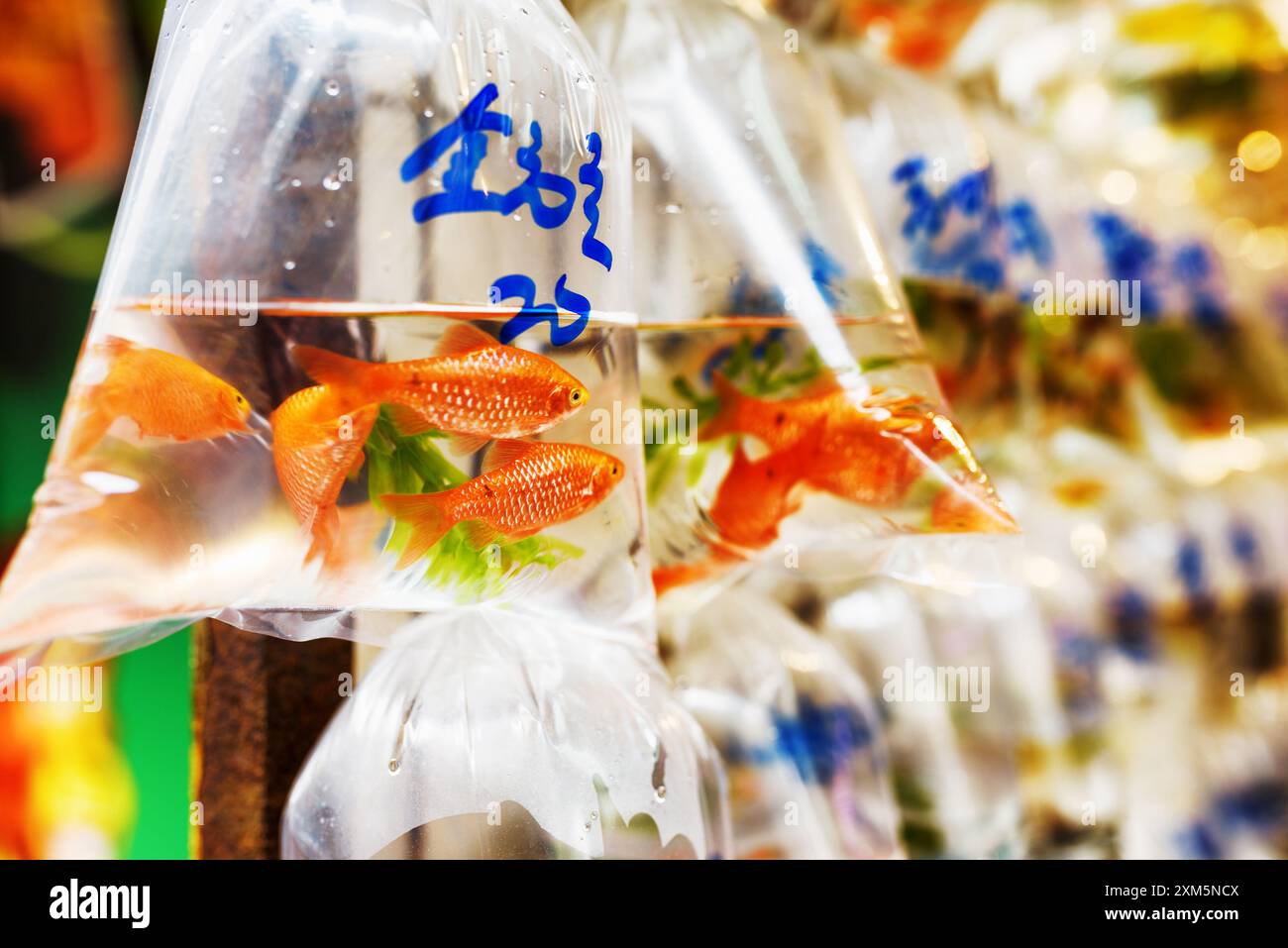 Pet shop in hong kong hi-res stock photography and images - Alamy