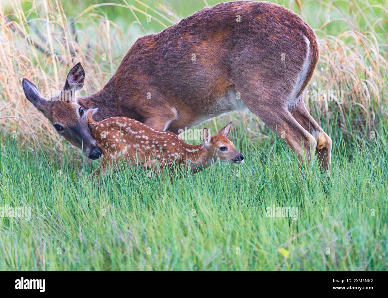 A White-tailed Deer fawn with beautiful eyes and white spots on its ...