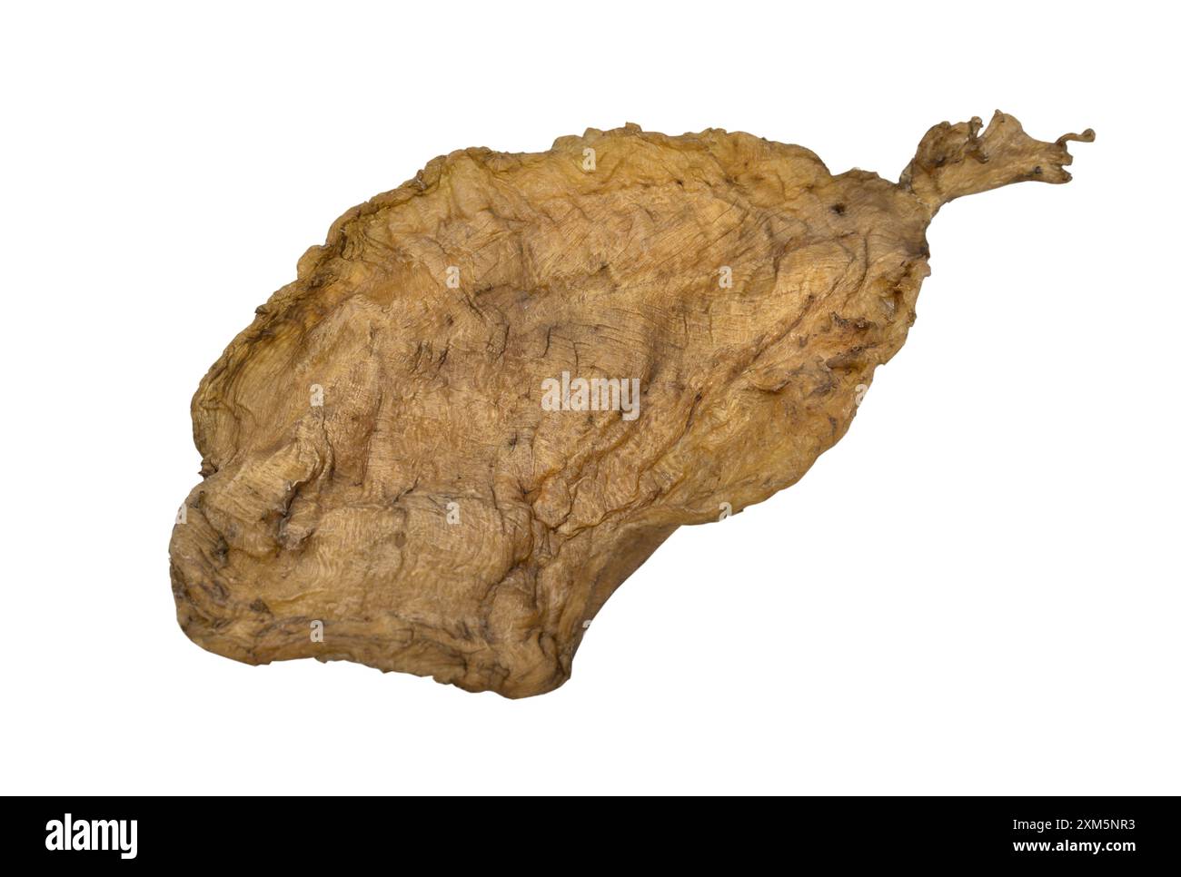 Fish Maw Soup or Dried Fish Stomach (Dried Fish Bladder) isolated on