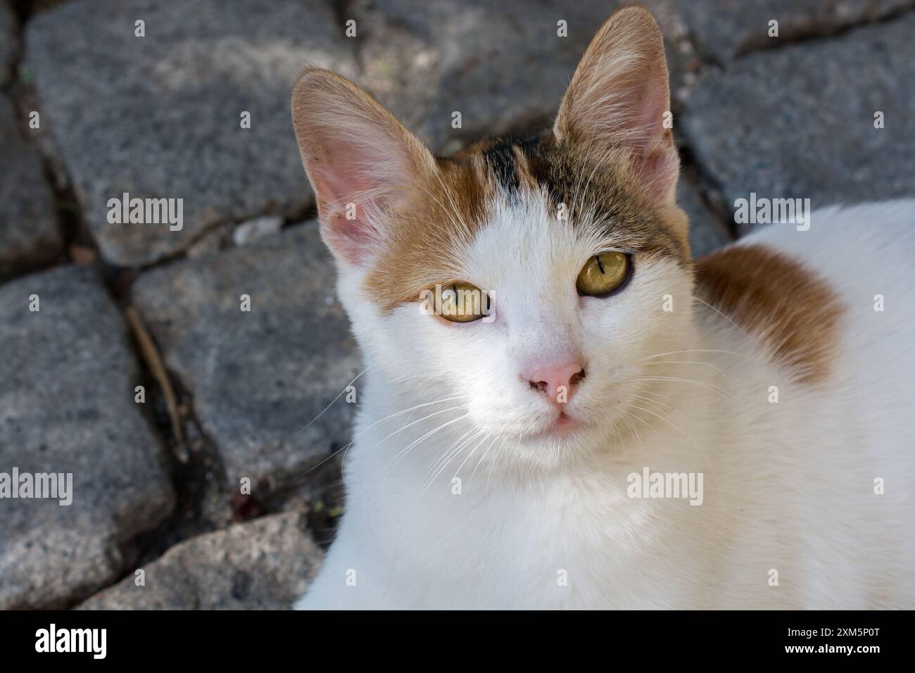 Stray cat seen in the street of the city Stock Photo - Alamy