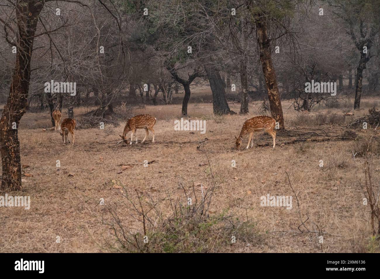 Sambar deer grazing in Ranthambhore National Park in Rajasthan, India Stock Photo