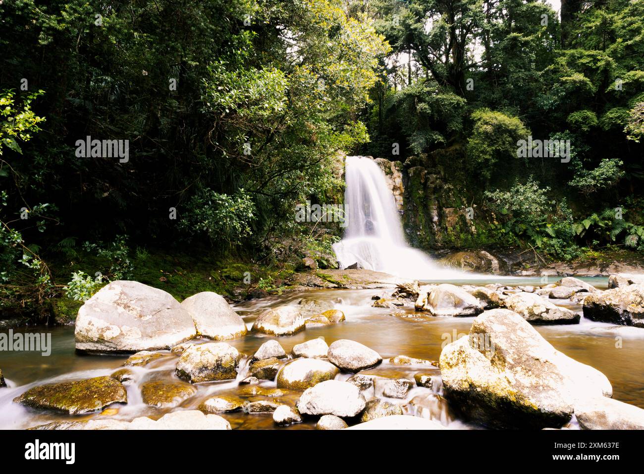 Tranquil Waterfall in New Zealand's Lush Forest Stock Photo - Alamy