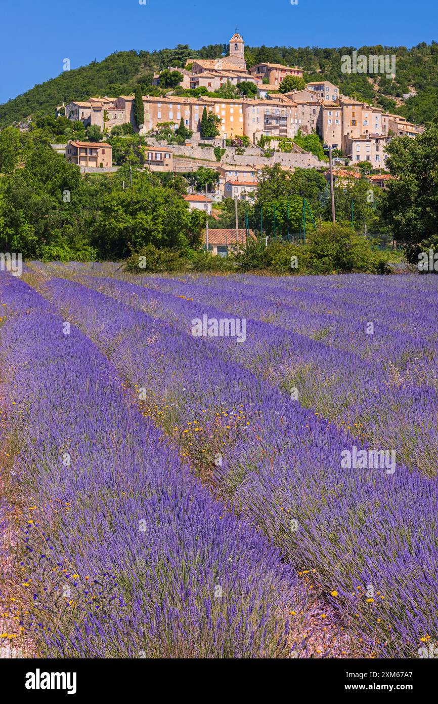 At the end of June the lavender is in bloom and the landscape turns blue-purple in Banon, a medieval village surrounded by the remains of the defensiv Stock Photo