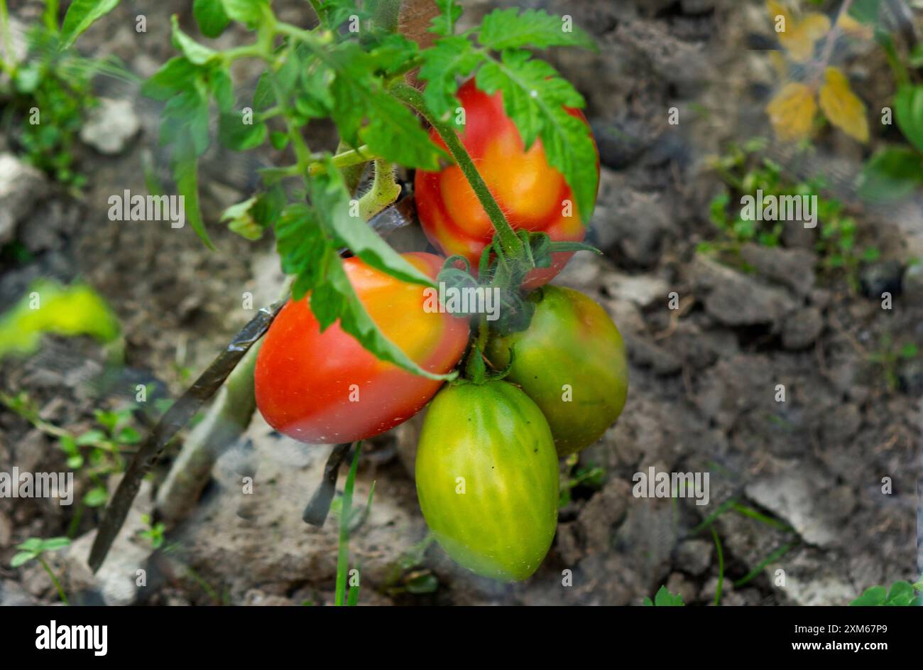 Red and green tomatoes in a greenhouse plantation Stock Photo - Alamy