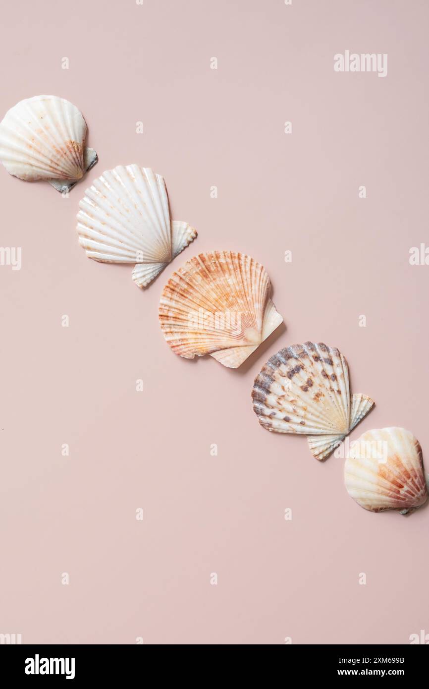 Sea shells arranged in line Stock Photo - Alamy