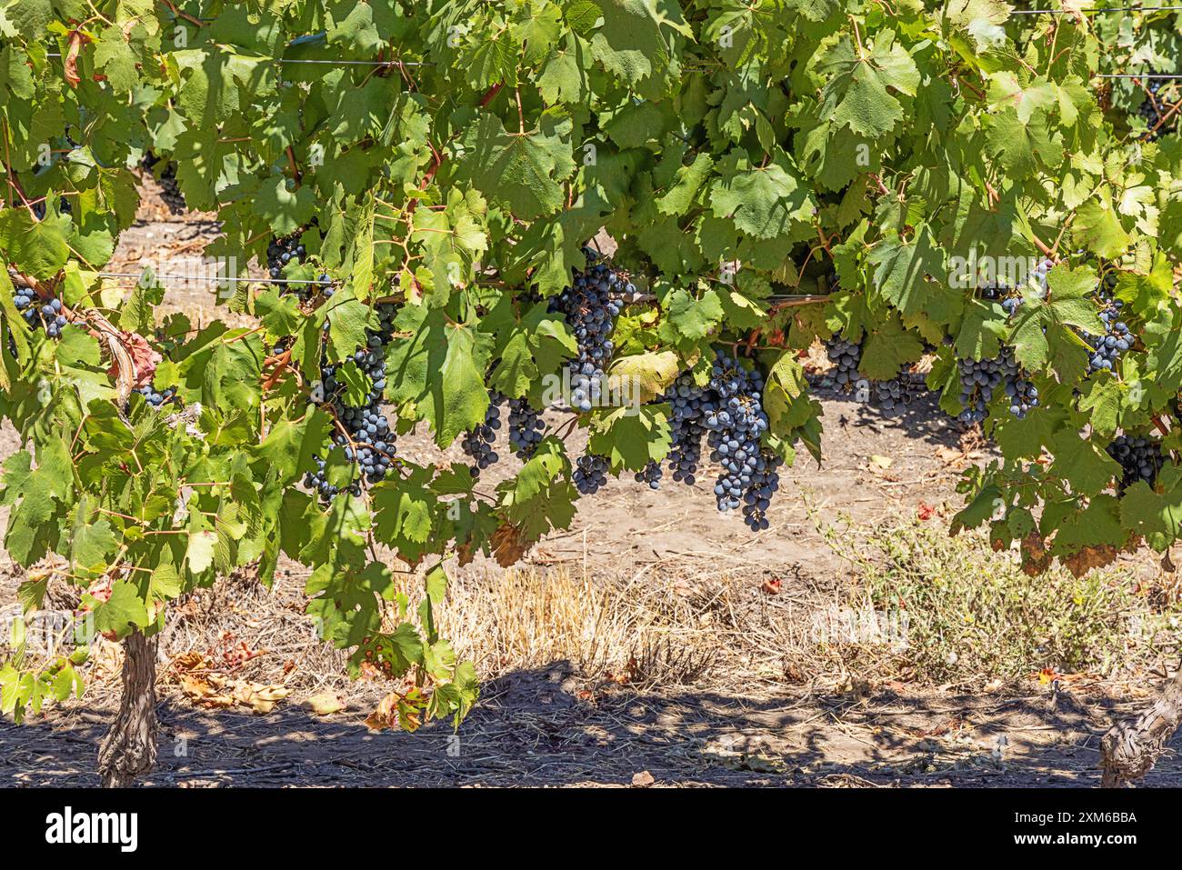 Vines with ripening grapes in the vicinity of Canelones, north of Montevideo. Selective focus on the nearby grapes Stock Photo