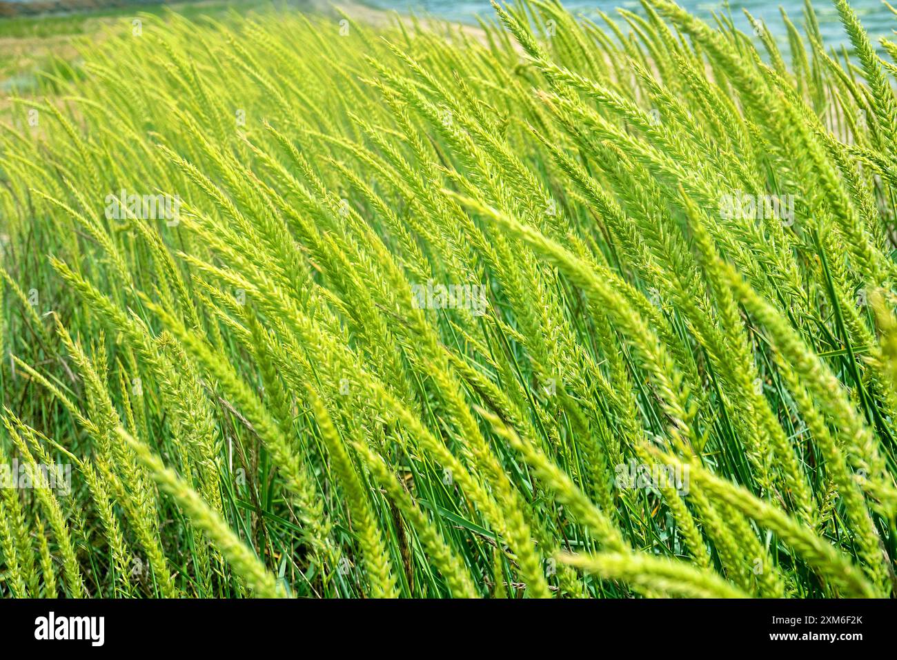 Brizochloa humilis hi-res stock photography and images - Alamy