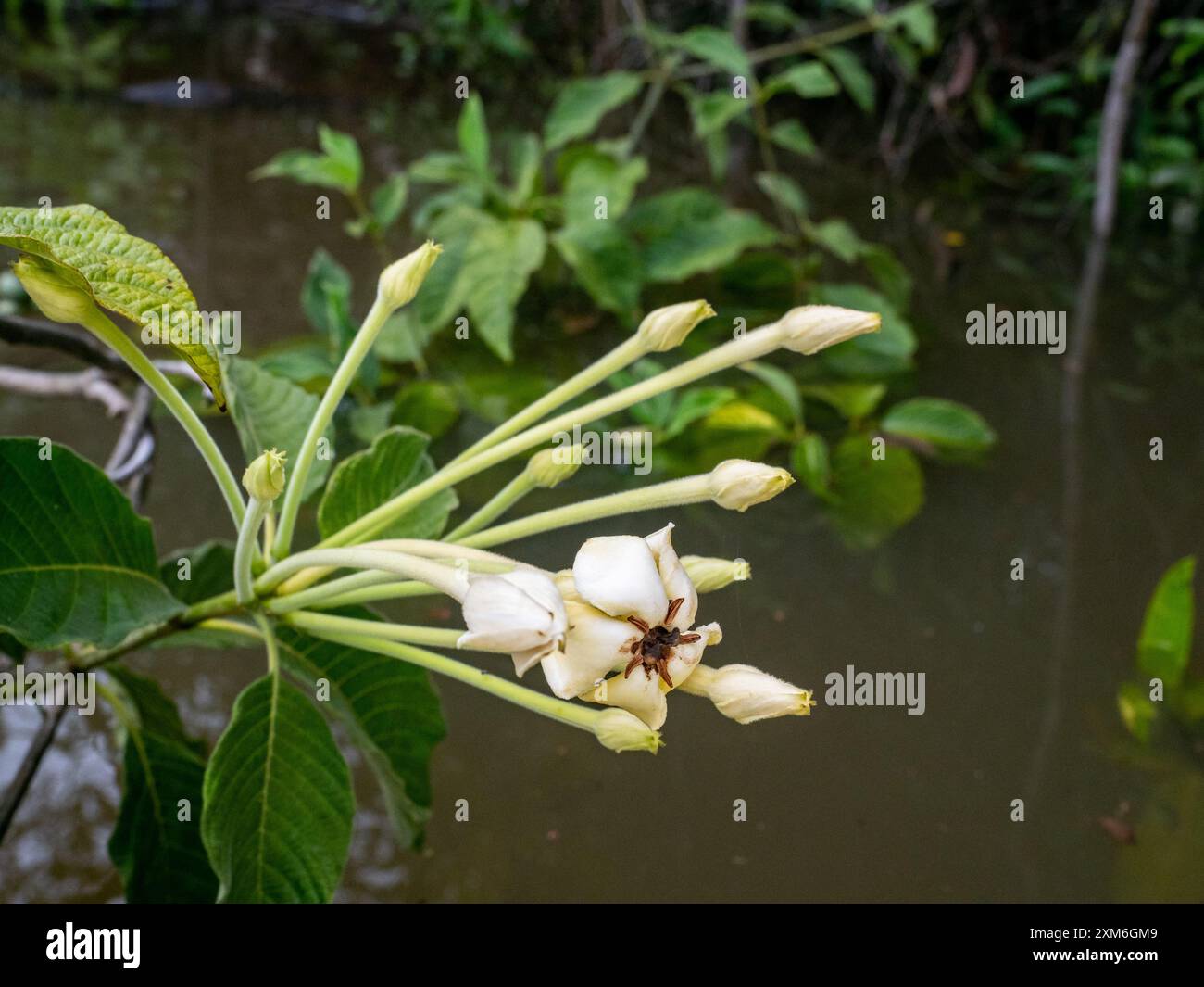 Caruto Genipa americana is a species of trees in the family Rubiaceae. Native ...