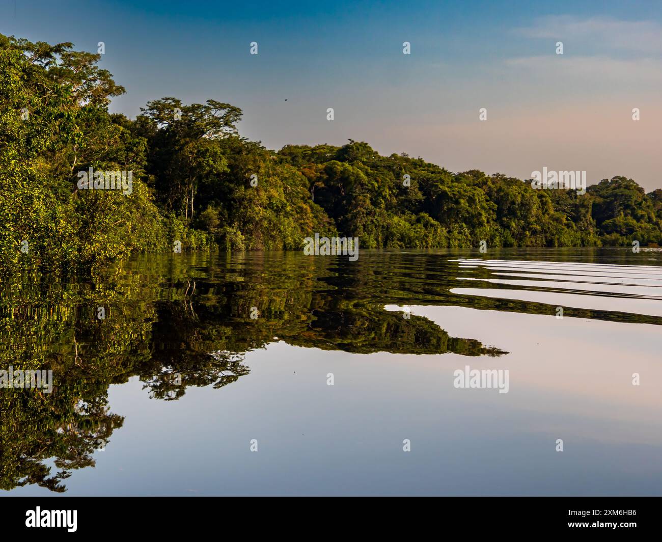 Amazon. Morning reflection in the water of Christina lagoon a wall of ...