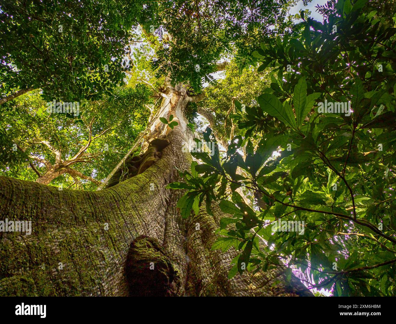 Big ceiba, kapok tree on the bank of the Javari River. Ceiba pentandra ...