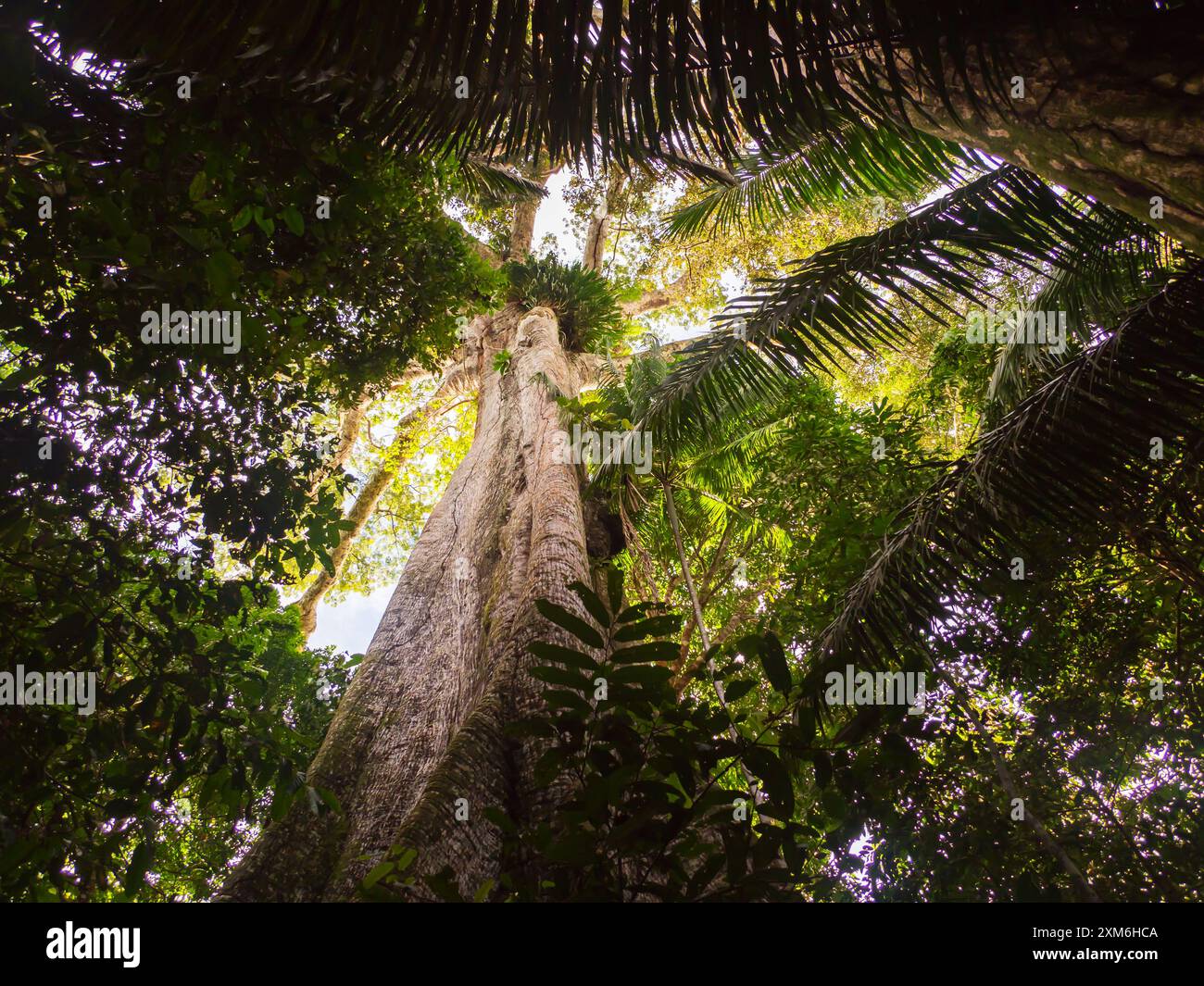 Big ceiba, kapok tree on the bank of the Javari River. Ceiba pentandra ...