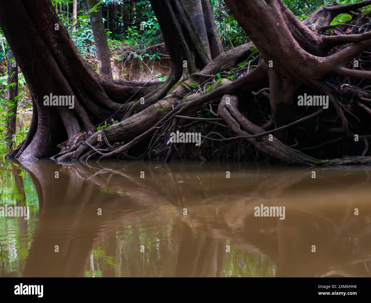 Huge trees on the banks of the Javari River, basin of Amazon River. Javari Valley, Amazonia. Latin America. Javari Valley is one of the largest indige Stock Photo