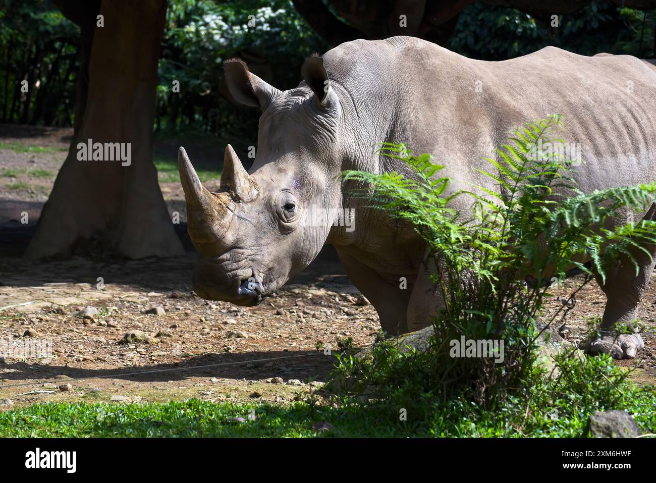 Rhino ranger south africa hi-res stock photography and images - Alamy