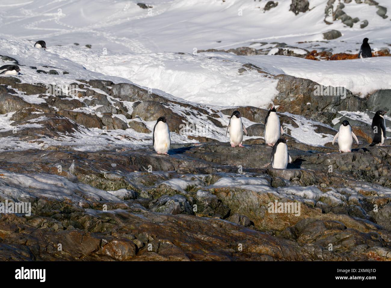 Group of Adelie Penguins. Antarctica, South Pole Stock Photo - Alamy