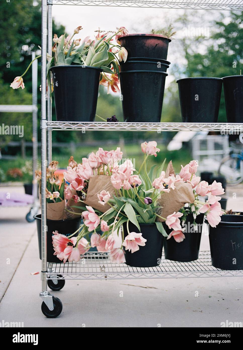 Pink tulips in black pots on metal shelves outdoors Stock Photo