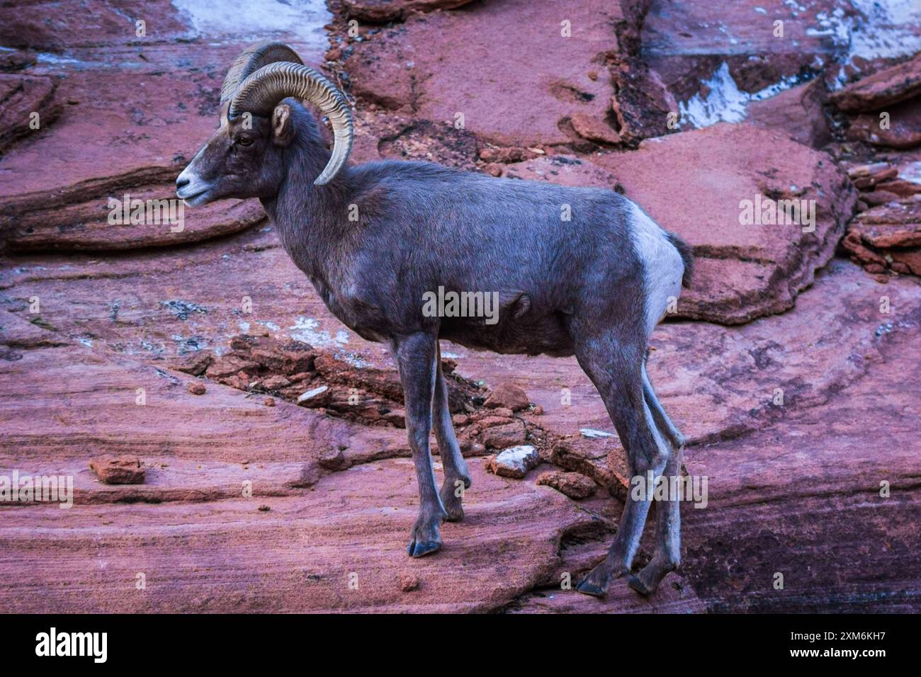 Zion rocks close hi-res stock photography and images - Alamy