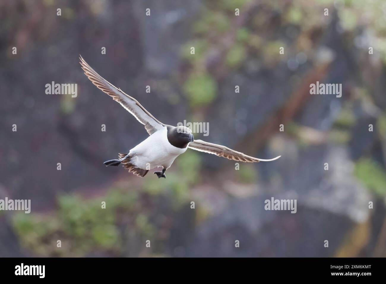 Razorbill in flight on Skokholm Pembrokeshire UK Stock Photo - Alamy