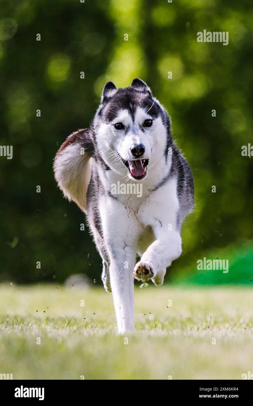 Siberian Husky running lure coursing dog sport in grass Stock Photo