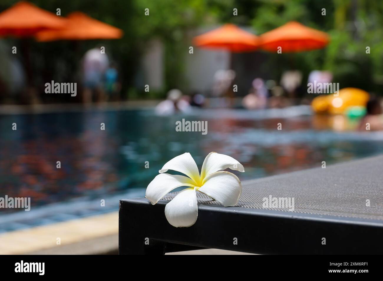 Plumeria flower on the deck chair on swimming pool background. Vacation and relax on a tropical resort Stock Photo