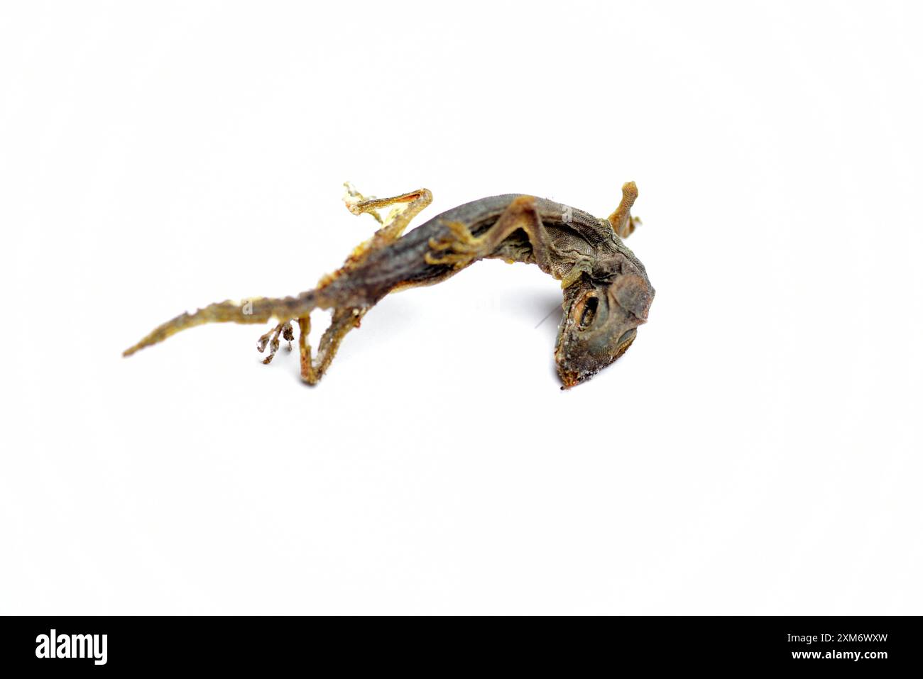 Lizard fossils isolated on white background Stock Photo