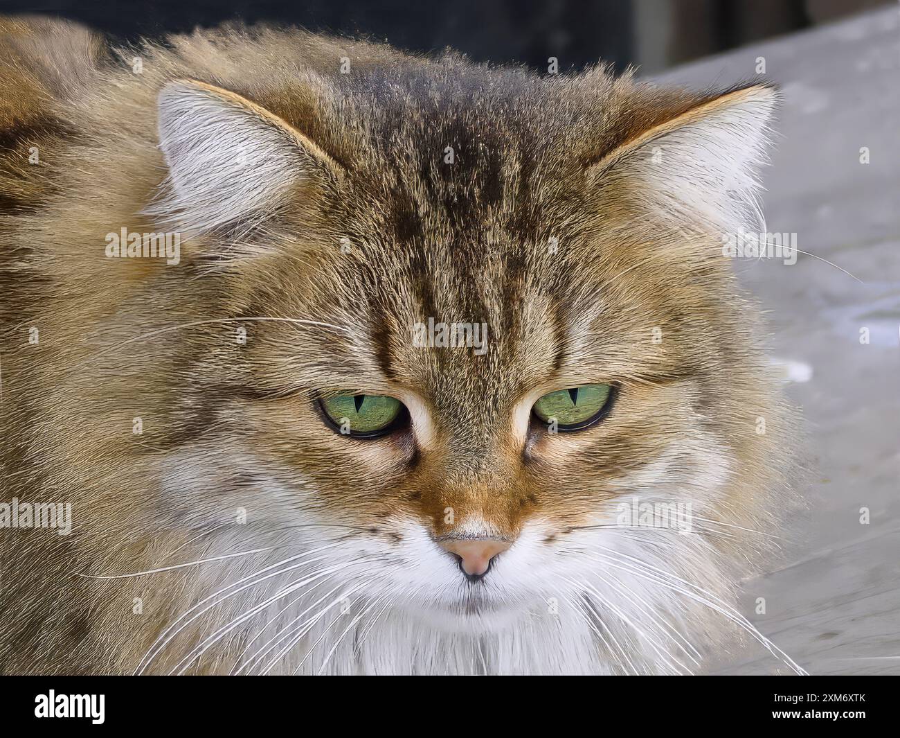 Portrait of a domestic cat Stock Photo - Alamy