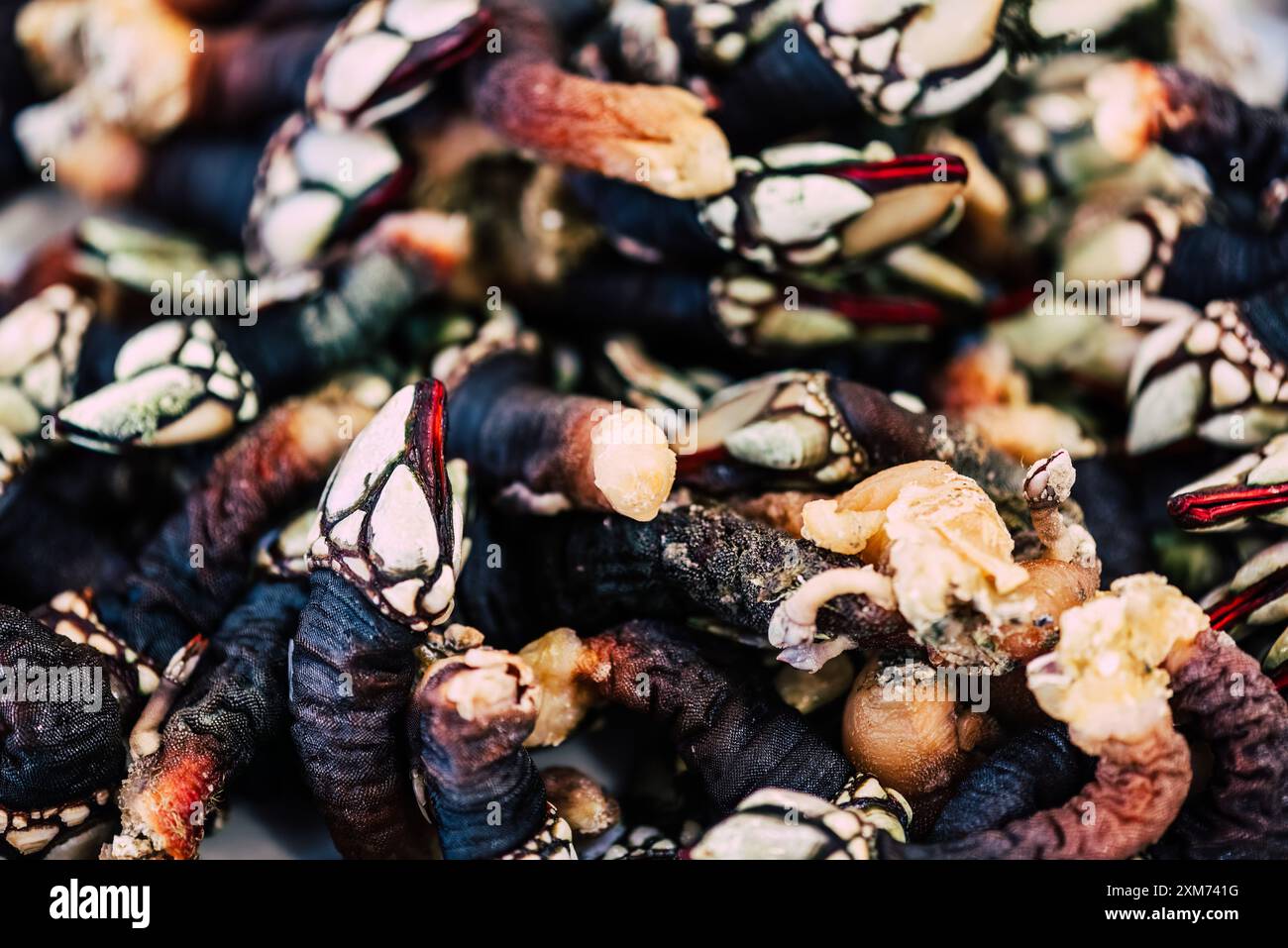 A close-up shot of a large pile of freshly harvested barnacles. The ...
