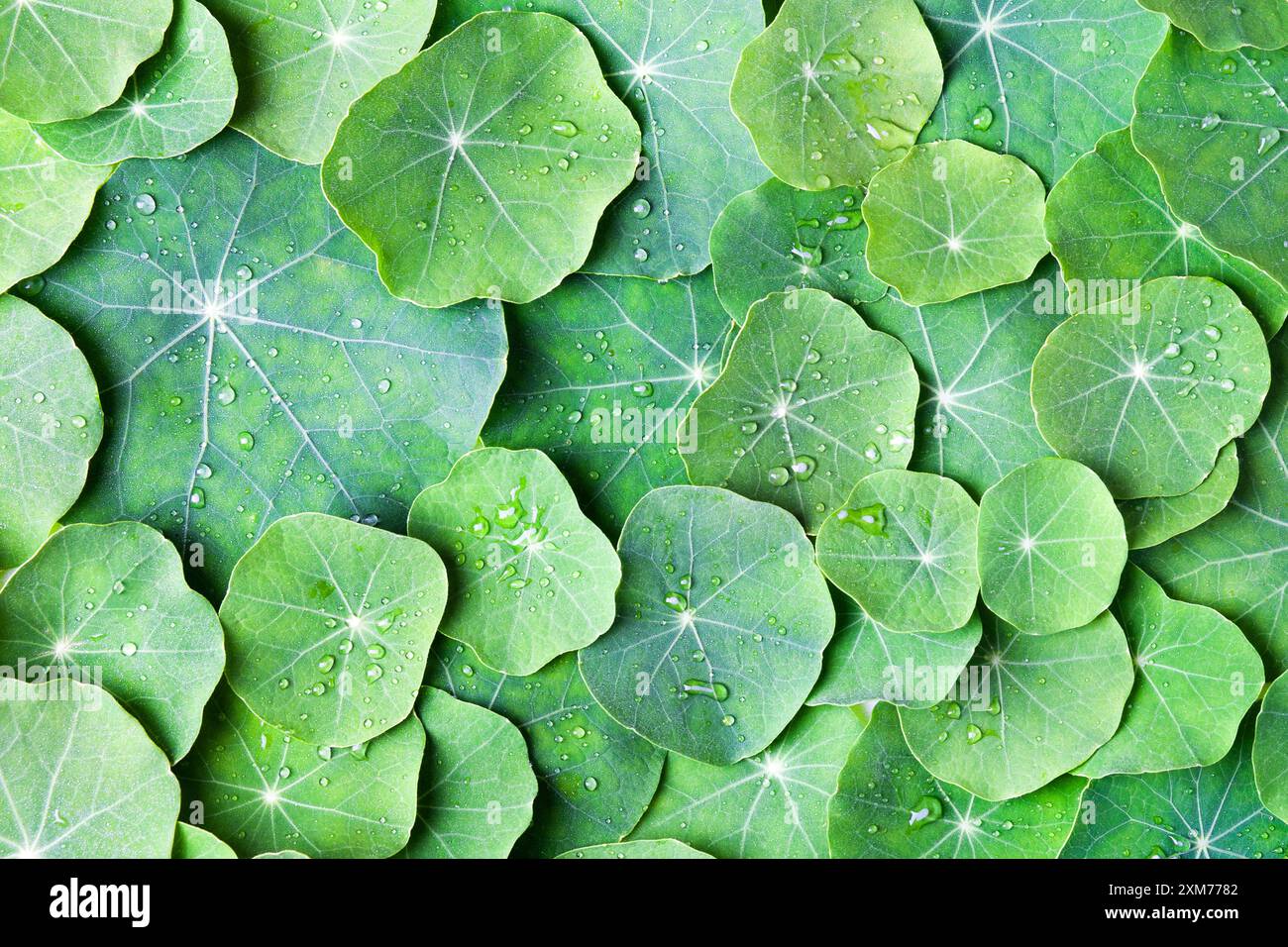 Summer green abstract background of nasturtium leaves. Mockup for your text and sentences Stock Photo