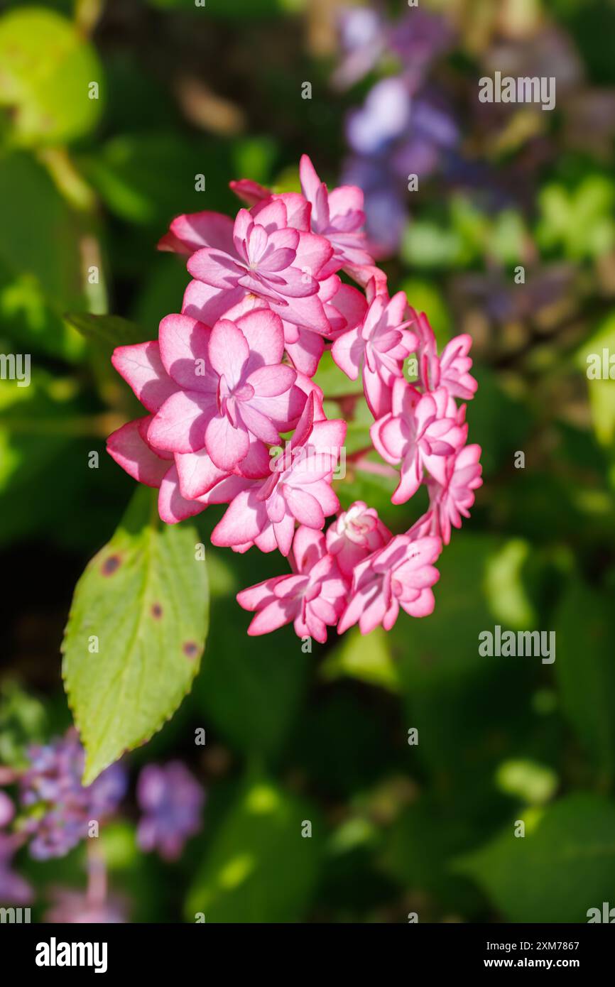 Pink Flower Petals Highlighted by Bright Sunlight Stock Photo