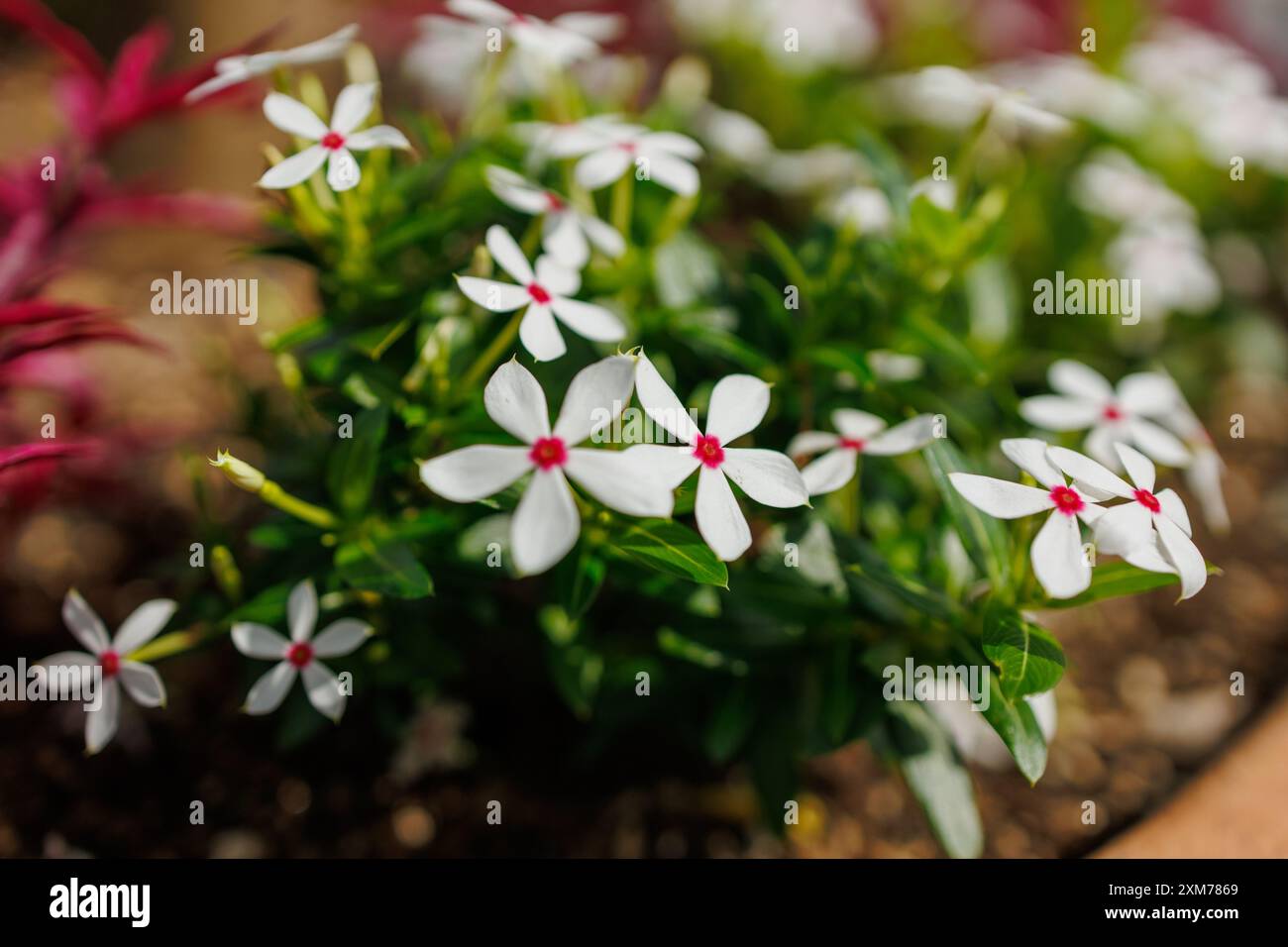White flowers pink centers hi-res stock photography and images - Alamy