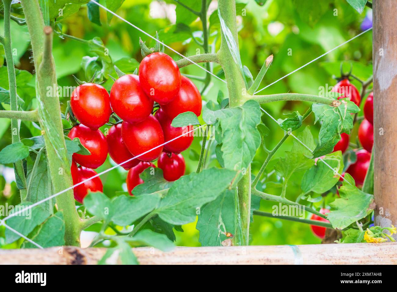 Fresh ripe red tomatoes plant growth in organic greenhouse garden ready ...